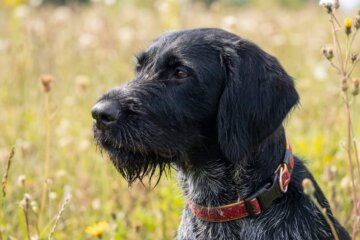 EMA z Petríkoviec-Hlava2